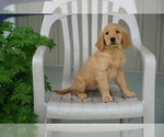 Puppy 6 Golden Retriever