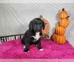 Small #3 Golden Mountain Dog