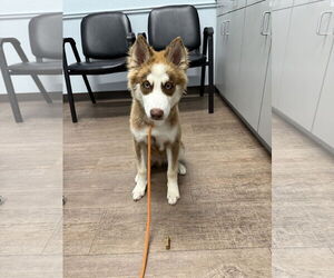 Siberian Husky Dogs for adoption in Carrollton, TX, USA