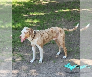 Father of the Catahoula Leopard Dog puppies born on 09/09/2025