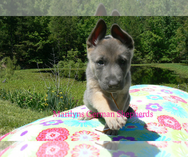 Medium Photo #6 German Shepherd Dog Puppy For Sale in PIEDMONT, MO, USA