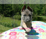 Small #5 German Shepherd Dog