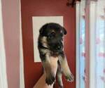 Small Photo #17 German Shepherd Dog Puppy For Sale in PORTAGE, IN, USA