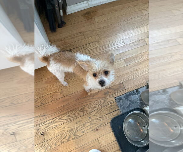 Medium Photo #4 Shih Tzu-Unknown Mix Puppy For Sale in Minneapolis, MN, USA