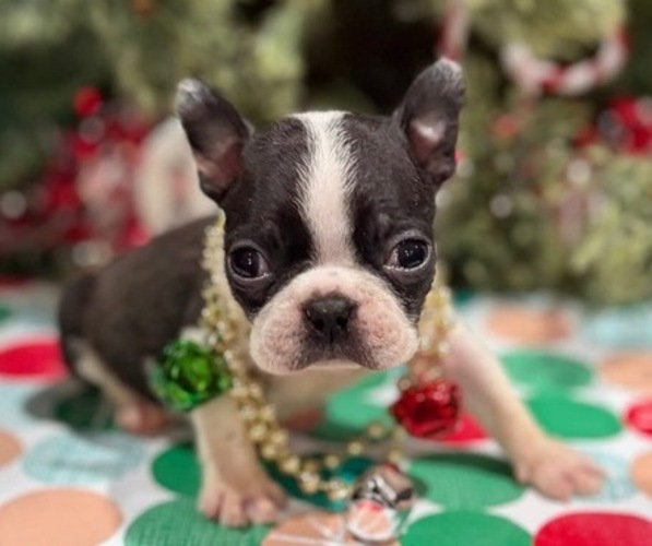 Medium Photo #1 Boston Terrier Puppy For Sale in HICKORY, NC, USA