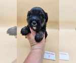 Small Photo #3 Tibetan Terrier Puppy For Sale in DORENA, OR, USA