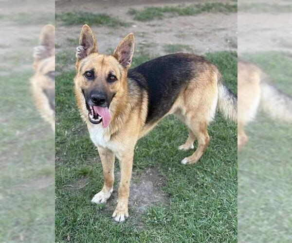 Medium Photo #2 German Shepherd Dog Puppy For Sale in Riverside, CA, USA