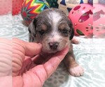 Small #5 Chiweenie-Poodle (Toy) Mix