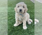 Puppy 5 Goldendoodle
