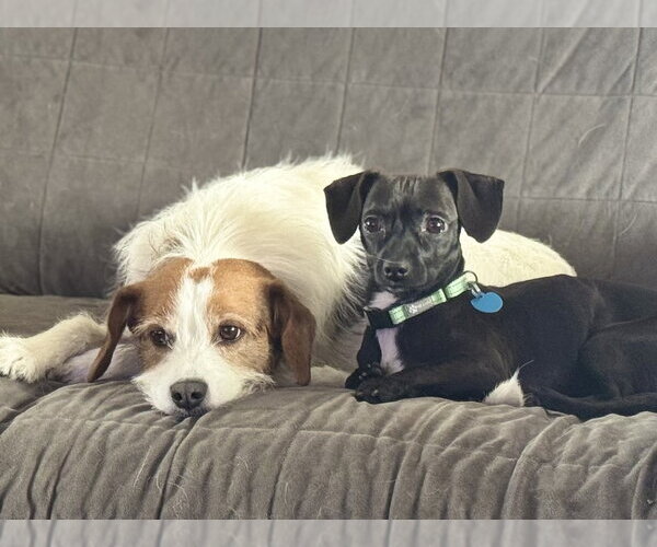 Medium Photo #4 Chihuahua-Unknown Mix Puppy For Sale in Springdale, PA, USA