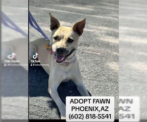 Mutt Dogs for adoption in Chandler, AZ, USA