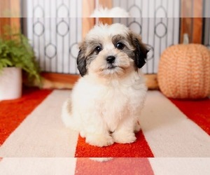 Zuchon Puppy for sale in NAPLES, FL, USA