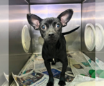 Small #1 Chihuahua Mix
