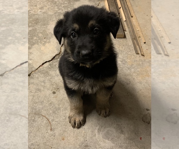 Medium Photo #1 German Shepherd Dog Puppy For Sale in HAGER CITY, WI, USA