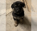 Small Photo #1 German Shepherd Dog Puppy For Sale in HAGER CITY, WI, USA