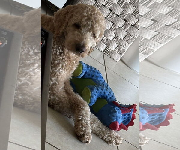 Medium Photo #6 Poodle (Standard) Puppy For Sale in Valrico, FL, USA