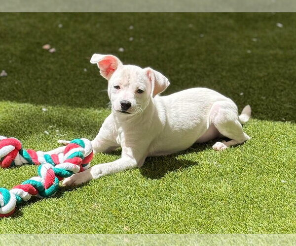 Medium Photo #3 Mutt Puppy For Sale in Mission Viejo, CA, USA