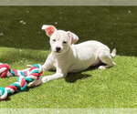 Small #2 Mutt