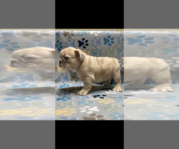 Medium Photo #4 French Bulldog Puppy For Sale in COLUMBUS, GA, USA