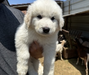 Great Pyrenees Puppy for sale in TURLOCK, CA, USA