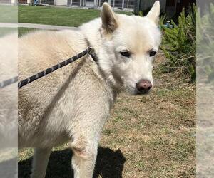 German Shepherd Dog Dogs for adoption in Camarillo, CA, USA