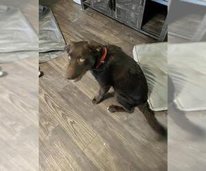 Labrador Retriever-Unknown Mix Dogs for adoption in San Antonio, TX, USA