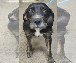 Nelda - Female Mutt Dog for Adoption - Photo #4