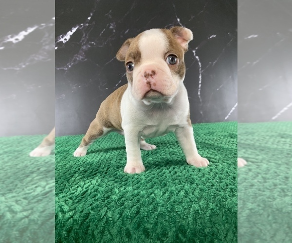 Medium Photo #6 Boston Terrier Puppy For Sale in TULARE, CA, USA