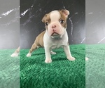 Small #5 Boston Terrier