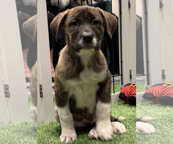 Medium Photo #4 Mutt Puppy For Sale in Sanford, FL, USA