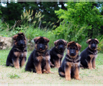 Puppy Puppy 6 German Shepherd Dog