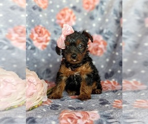 YorkiePoo Puppy for sale in QUARRYVILLE, PA, USA