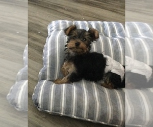 Morkie Puppy for sale in PLANT CITY, FL, USA