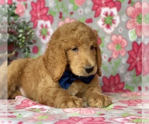 Goldendoodle Puppy for sale in LANCASTER, PA, USA