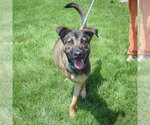Small #4 German Shepherd Dog Mix