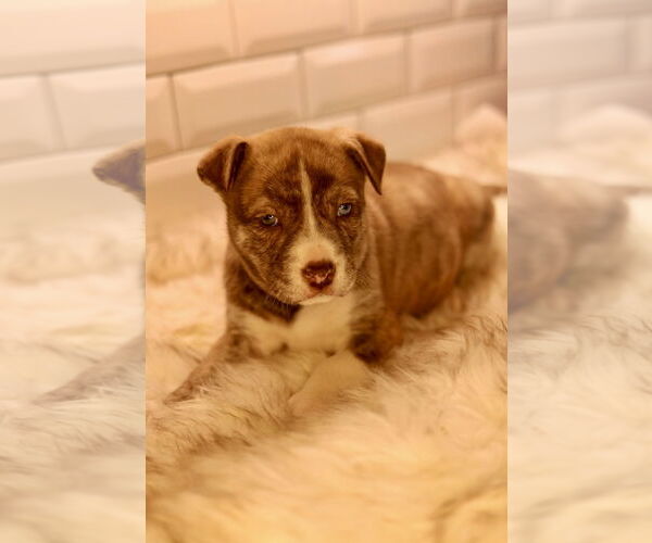 Medium Photo #2 Bulldog-Unknown Mix Puppy For Sale in Duluth, MN, USA