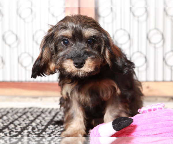 Medium Photo #3 Cavapoo Puppy For Sale in NAPLES, FL, USA