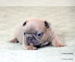 Puppy Charlie French Bulldog