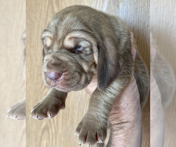 Medium Photo #1 Bloodhound Puppy For Sale in FORT MORGAN, CO, USA