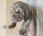 Small Bloodhound