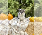 Small Photo #30 Pembroke Welsh Corgi Puppy For Sale in SOULSBYVILLE, CA, USA
