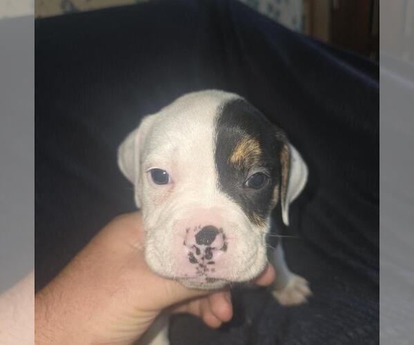 Medium Photo #8 Olde English Bulldogge Puppy For Sale in HAMLER, OH, USA