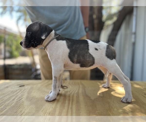 Medium Photo #2 American Bulldog Puppy For Sale in GALLUP, NM, USA
