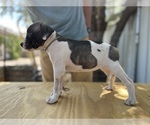Small #1 American Bulldog
