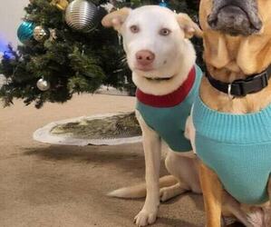 German Shepherd Dog-Siberian Husky Mix Dogs for adoption in ROCK HILL, SC, USA
