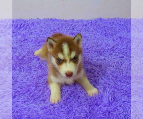 Medium Photo #3 Siberian Husky Puppy For Sale in NEW HAVEN, IN, USA