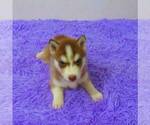 Small Photo #3 Siberian Husky Puppy For Sale in NEW HAVEN, IN, USA