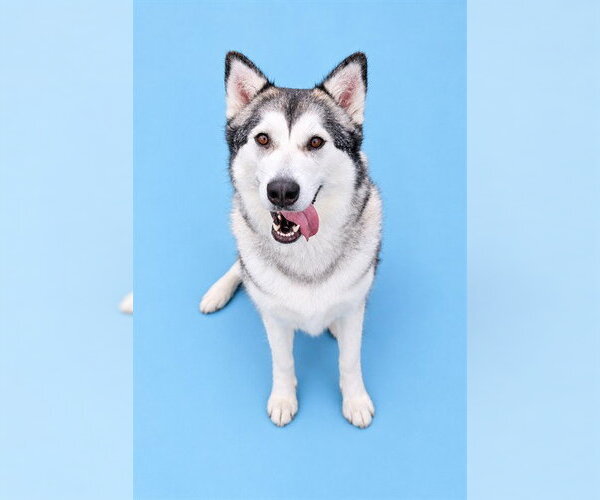 Medium Photo #1 Siberian Husky Puppy For Sale in Westminster, MD, USA