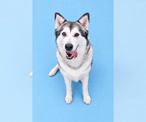 Siberian Husky Dogs for adoption in Westminster, MD, USA