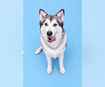 Small Siberian Husky